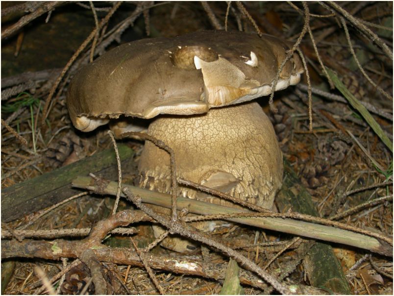 Javorek II. 2005 021